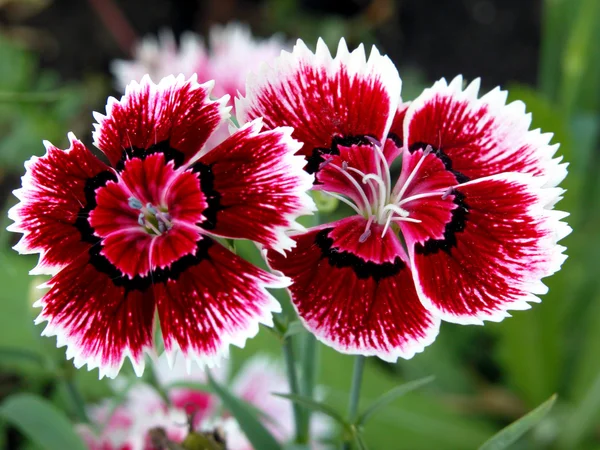 Red and white carnation — Stock Photo, Image
