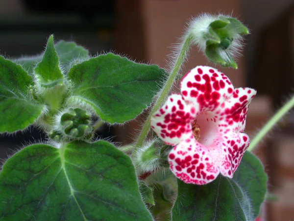 Flor de campana roja y blanca —  Fotos de Stock