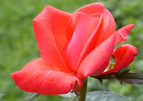 Rosa roja — Foto de Stock