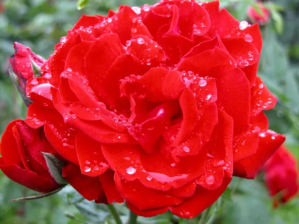 Rosa Roja con gota de agua — Foto de Stock