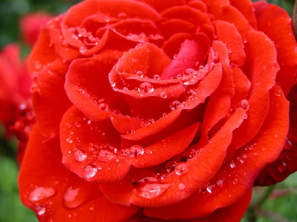 Rosa roja con gotas de agua, primer plano — Foto de Stock