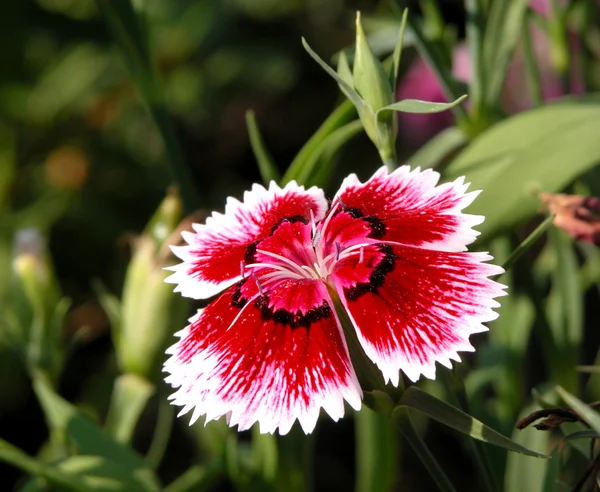 Red carnation — Stock Photo, Image