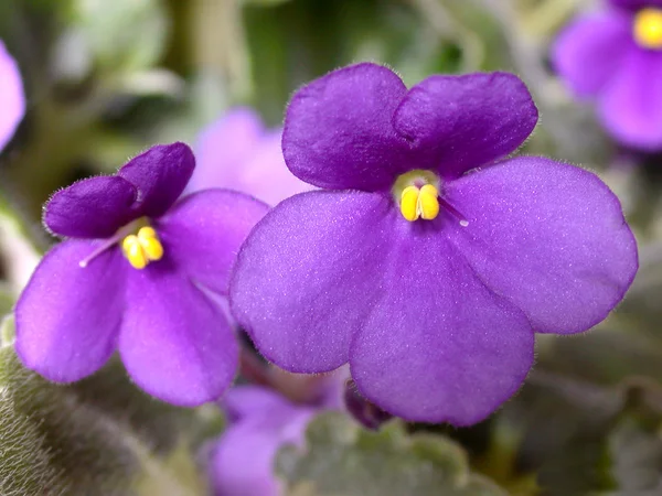 Violet blomst - Stock-foto