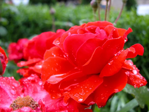 Rosas rojas con gotas de agua — Foto de Stock