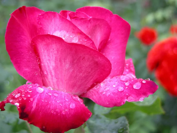 Water drops on pink rose — Stock Photo, Image