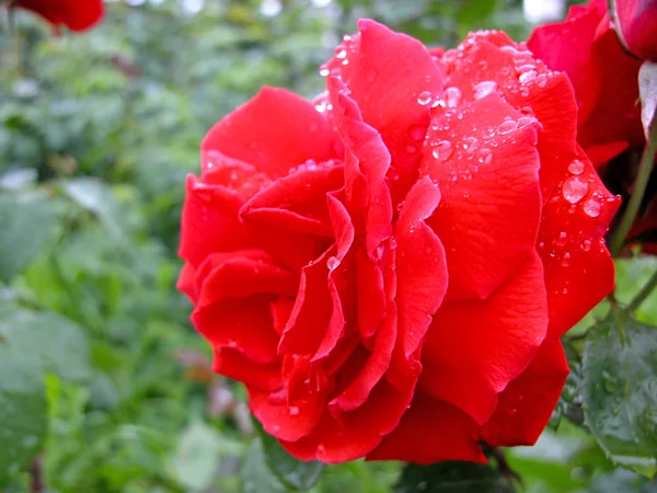 Gotas de agua sobre rosa roja — Foto de Stock