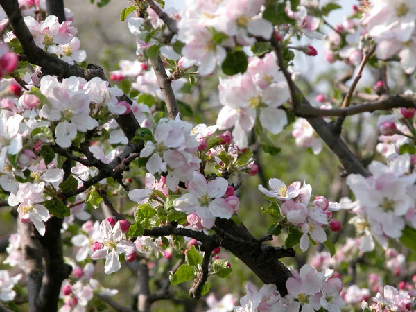 盛开的樱花树 免版税图库图片
