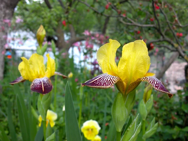 Yellow flowers — Stock Photo, Image