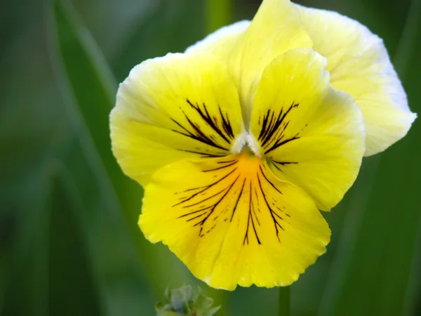 Pansy amarillo — Foto de Stock