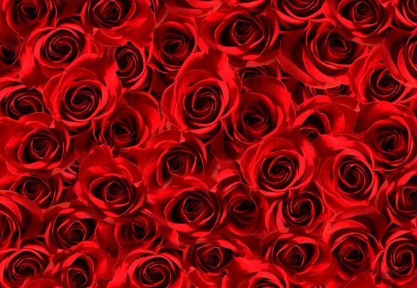 Red roses — Stock Photo, Image