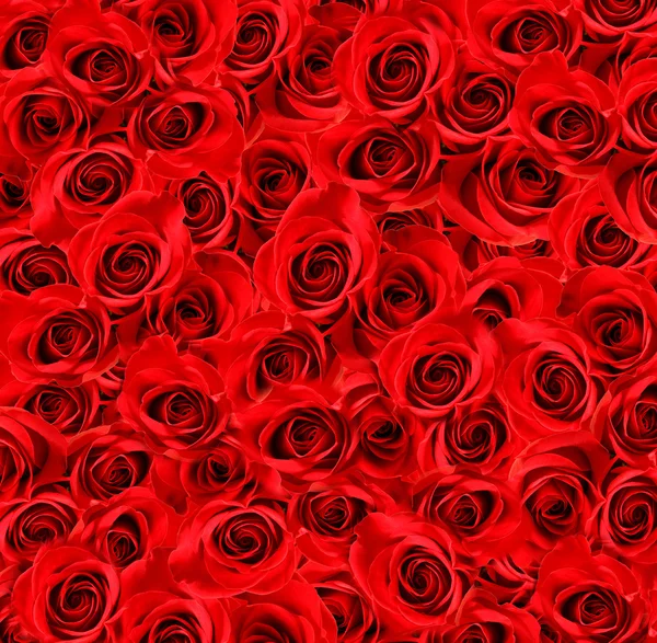 Vermelho rosas fundo — Fotografia de Stock