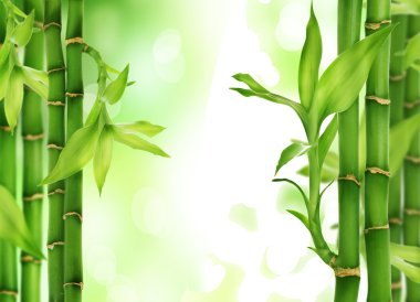 Bambu.