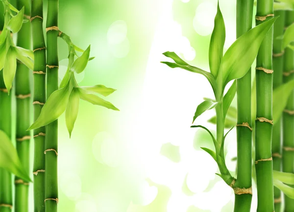 Bamboo — Stock Photo, Image