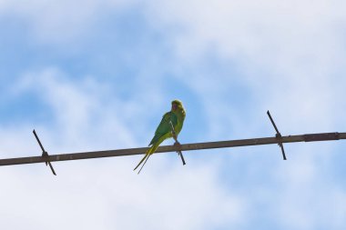 Bir dalda oturan papağanlar beyaz arka planda izole edilmiştir, kuşlar yeşildir, papağanlar izole edilmiştir. Egzotik kuşlar