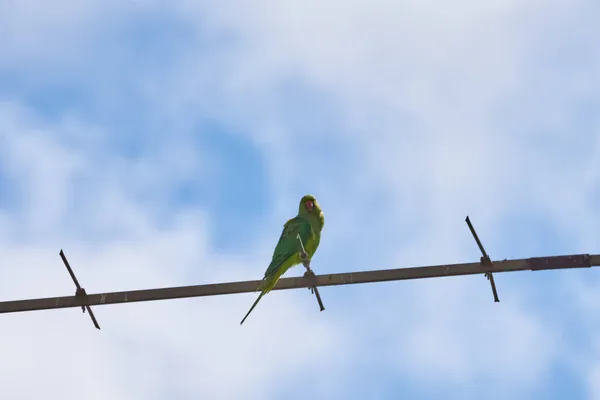 Papoušci sedící na větvi jsou izolováni na bílém pozadí, ptáci jsou zelení, papoušci jsou izolováni. Exotičtí ptáci na — Stock fotografie