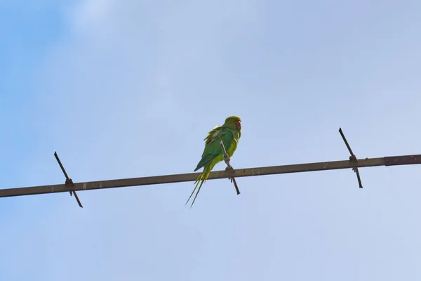 Parrots sitting on a branch is isolated on a white background, birds are green, parrots are isolated. Exotic birds on a — Stock Photo, Image