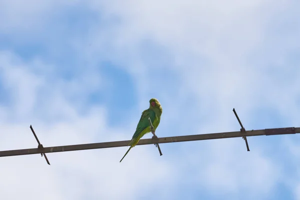 Papoušci sedící na větvi jsou izolováni na bílém pozadí, ptáci jsou zelení, papoušci jsou izolováni. Exotičtí ptáci na — Stock fotografie