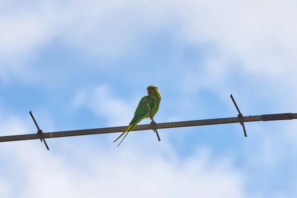 Os papagaios que se sentam em um ramo isolam-se em um contexto branco, os pássaros são verdes, os papagaios isolam-se. Aves exóticas em um — Fotografia de Stock
