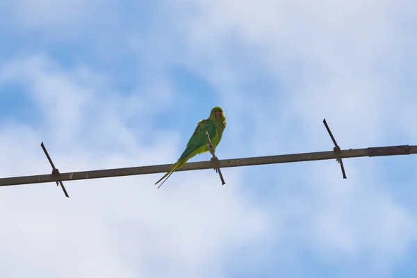 Papoušci sedící na větvi jsou izolováni na bílém pozadí, ptáci jsou zelení, papoušci jsou izolováni. Exotičtí ptáci na — Stock fotografie