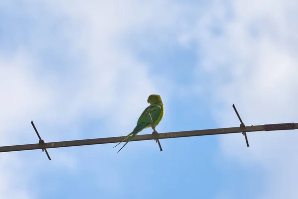 I pappagalli seduti su un ramo sono isolati su uno sfondo bianco, gli uccelli sono verdi, i pappagalli sono isolati. Uccelli esotici su un — Foto Stock