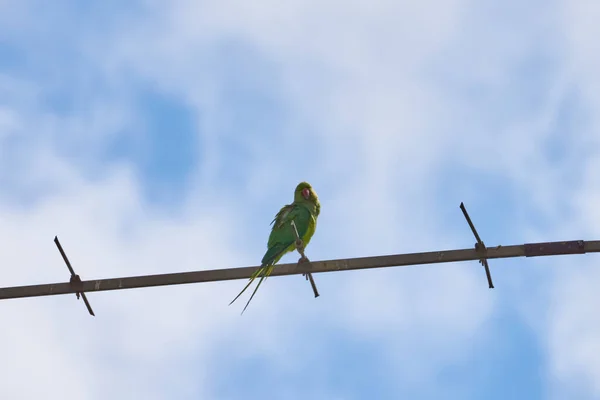 Papoušci sedící na větvi jsou izolováni na bílém pozadí, ptáci jsou zelení, papoušci jsou izolováni. Exotičtí ptáci na — Stock fotografie