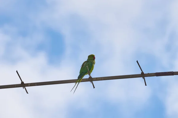 Papoušci sedící na větvi jsou izolováni na bílém pozadí, ptáci jsou zelení, papoušci jsou izolováni. Exotičtí ptáci na — Stock fotografie