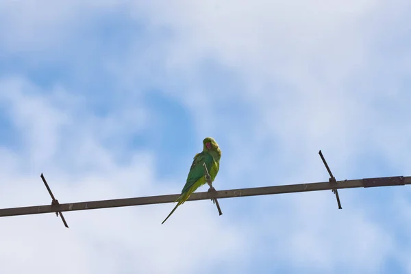 Los loros que se sientan en una rama están aislados sobre un fondo blanco, las aves son verdes, los loros están aislados. Aves exóticas en un —  Fotos de Stock