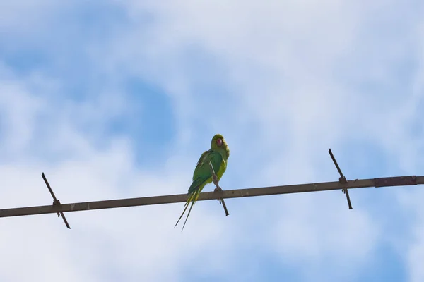 Los loros que se sientan en una rama están aislados sobre un fondo blanco, las aves son verdes, los loros están aislados. Aves exóticas en un —  Fotos de Stock