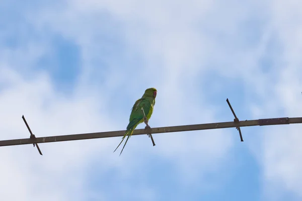 Papoušci sedící na větvi jsou izolováni na bílém pozadí, ptáci jsou zelení, papoušci jsou izolováni. Exotičtí ptáci na — Stock fotografie