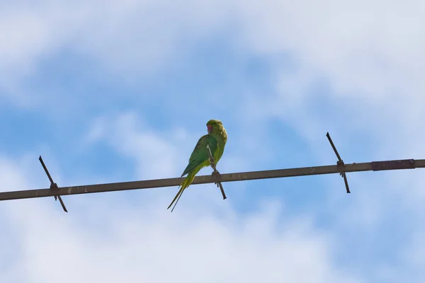 Los loros que se sientan en una rama están aislados sobre un fondo blanco, las aves son verdes, los loros están aislados. Aves exóticas en un —  Fotos de Stock