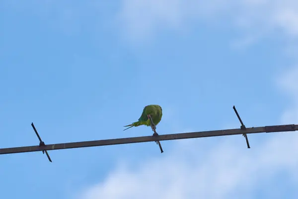 Los loros que se sientan en una rama están aislados sobre un fondo blanco, las aves son verdes, los loros están aislados. Aves exóticas en un — Foto de Stock