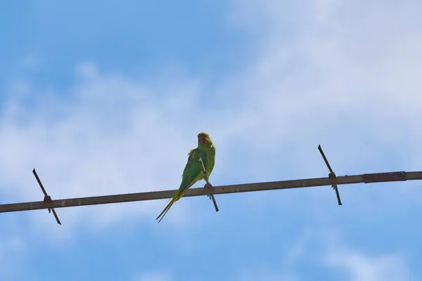 Os papagaios que se sentam em um ramo isolam-se em um contexto branco, os pássaros são verdes, os papagaios isolam-se. Aves exóticas em um — Fotografia de Stock