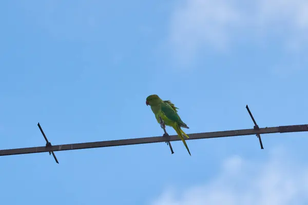 Parrots sitting on a branch is isolated on a white background, birds are green, parrots are isolated. Exotic birds on a — Stock Photo, Image