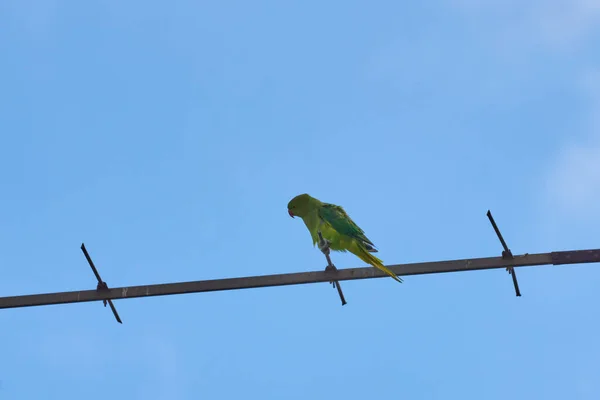 Los loros que se sientan en una rama están aislados sobre un fondo blanco, las aves son verdes, los loros están aislados. Aves exóticas en un —  Fotos de Stock