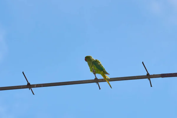 Os papagaios que se sentam em um ramo isolam-se em um contexto branco, os pássaros são verdes, os papagaios isolam-se. Aves exóticas em um — Fotografia de Stock