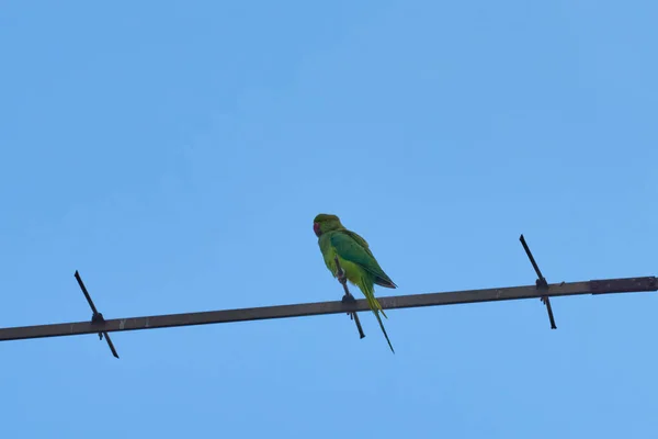Az ágon ülő papagájokat fehér alapon különítik el, a madarak zöldek, a papagájokat elszigetelik. Egzotikus madarak egy — Stock Fotó