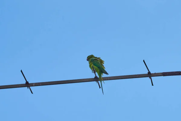 Os papagaios que se sentam em um ramo isolam-se em um contexto branco, os pássaros são verdes, os papagaios isolam-se. Aves exóticas em um — Fotografia de Stock