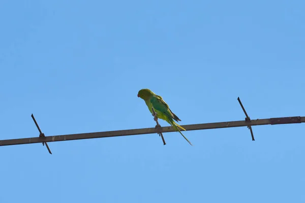 枝に座っているオウムは白い背景に隔離され、鳥は緑、オウムは孤立しています。エキゾチックな鳥の上に — ストック写真