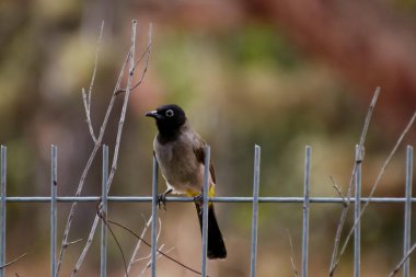 Kırmızı havalandırmalı Pycnonotus caferis, yoldan geçenlerin bulbul ailesinin bir üyesidir..