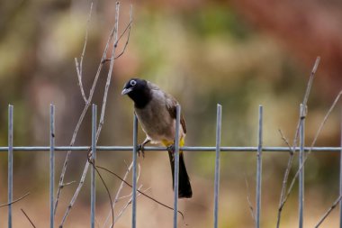Kırmızı havalandırmalı Pycnonotus caferis, yoldan geçenlerin bulbul ailesinin bir üyesidir..