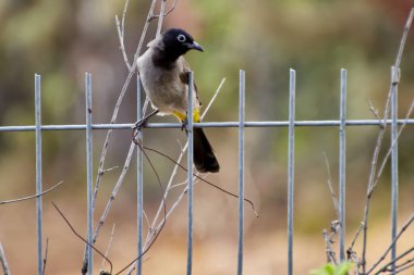 Kırmızı havalandırmalı Pycnonotus caferis, yoldan geçenlerin bulbul ailesinin bir üyesidir..