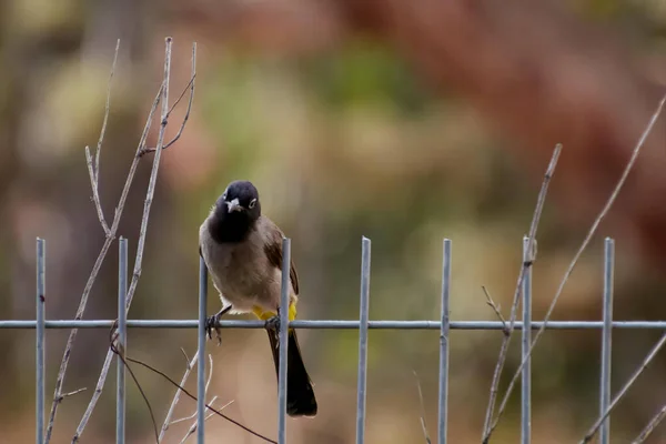 Το κόκκινο-αεριζόμενο bulbul Pycnonotus caferis ένα μέλος της οικογένειας bulbul των περαστικών. — Φωτογραφία Αρχείου