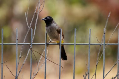 Kırmızı havalandırmalı Pycnonotus caferis, yoldan geçenlerin bulbul ailesinin bir üyesidir..
