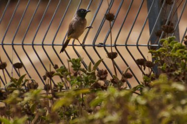 Kırmızı havalandırmalı Pycnonotus caferis, yoldan geçenlerin bulbul ailesinin bir üyesidir..