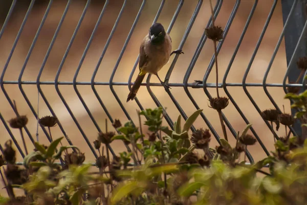 Il bulbul a sfiato rosso Pycnonotus caferis è un membro della famiglia bulbul dei passeriformi. — Foto Stock