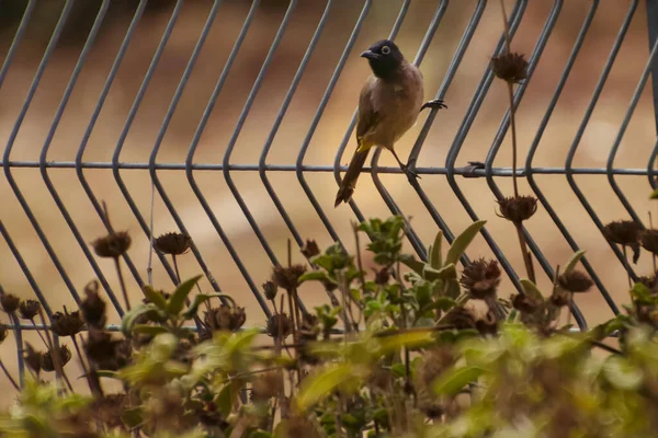 Kırmızı havalandırmalı Pycnonotus caferis, yoldan geçenlerin bulbul ailesinin bir üyesidir..
