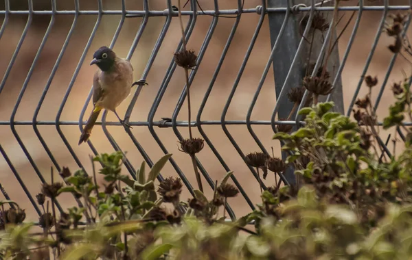 O bulbul Pycnonotus caferis vermelho-ventilado é um membro da família bulbul de transeuntes. — Fotografia de Stock