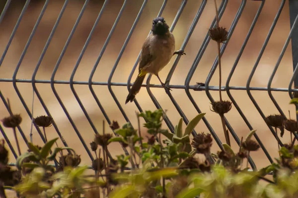 Kırmızı havalandırmalı Pycnonotus caferis, yoldan geçenlerin bulbul ailesinin bir üyesidir..