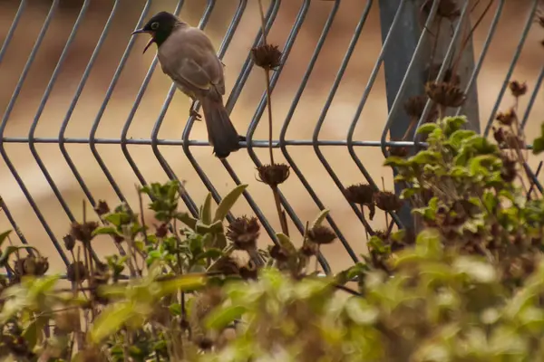 O bulbul Pycnonotus caferis vermelho-ventilado é um membro da família bulbul de transeuntes. — Fotografia de Stock