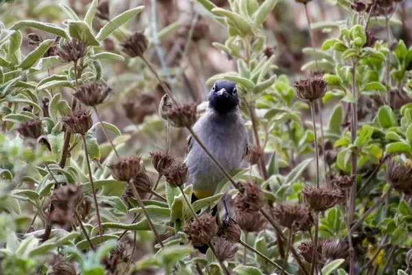 A piros szellőzésű bulbul Pycnonotus caferis tagja a bulbul család passerines. — Stock Fotó